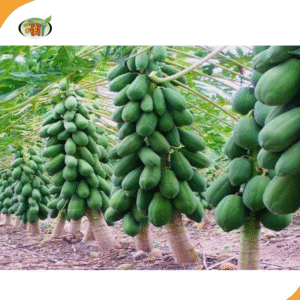 পেঁপে বীজ